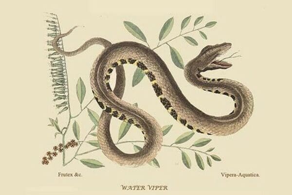 Water Viper -Viper Mouth by Mark Catesby #2 - Art Print