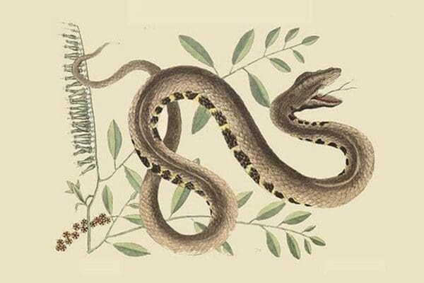 Water Viper -Viper Mouth by Mark Catesby - Art Print