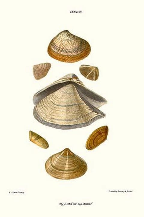 Wedge Shells By John Mawe - Art Print