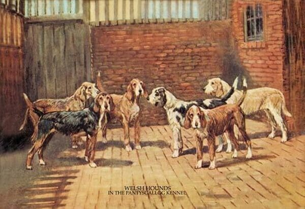 Welsh Hounds by  Thomas Ivester Lloyd - Art Print