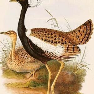 West Indian Bustard by John Gould - Art Print