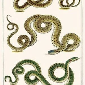 Whip & a Clumbrine Snake by Albertus Seba - Art Print