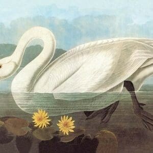 Whistling Swan by John James Audubon - Art Print