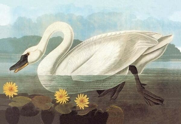 Whistling Swan by John James Audubon - Art Print