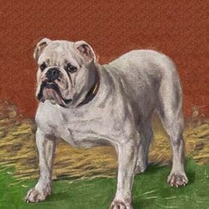 White Bulldog - Art Print