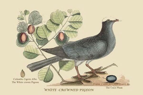 White Crown Pigeon by Mark Catesby #2 - Art Print