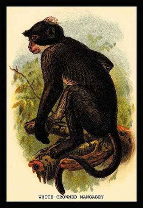 White Crowned Mangabey by G.R. Waterhouse - Art Print