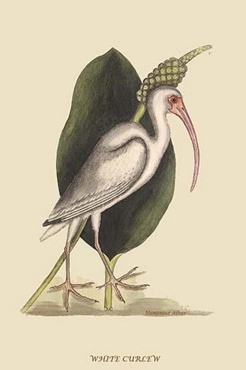 White Curlew by Mark Catesby #2 - Art Print