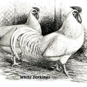 White Dorkings - Art Print