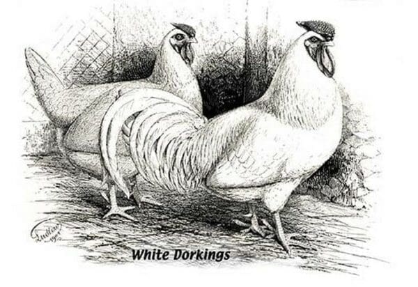 White Dorkings - Art Print