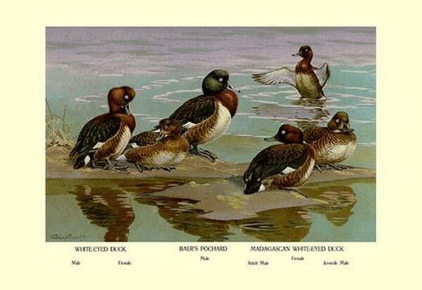 White-Eyed Ducks by Allan Brooks - Art Print