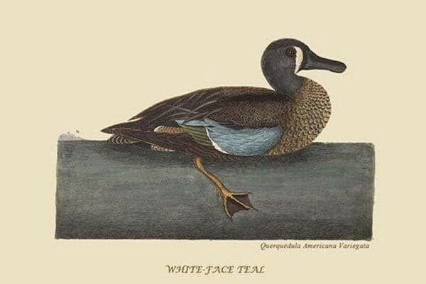 White Face Teal by Mark Catesby #2 - Art Print