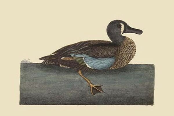 White Face Teal by Mark Catesby - Art Print