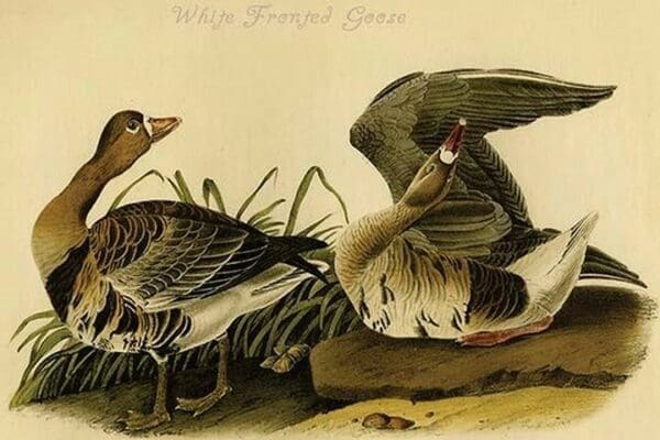 White Fronted Goose by John James Audubon #2 - Art Print