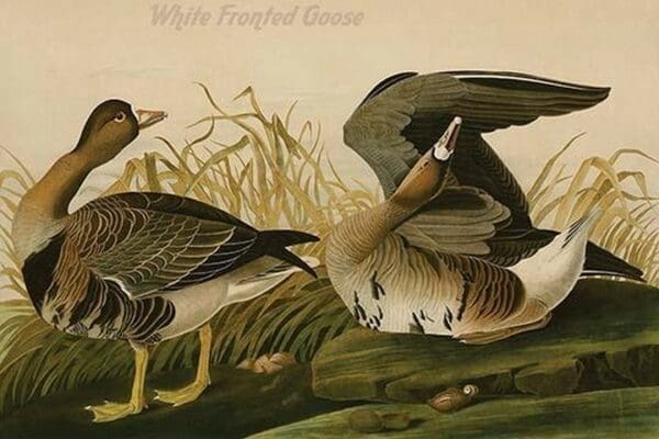 White Fronted Goose by John James Audubon - Art Print