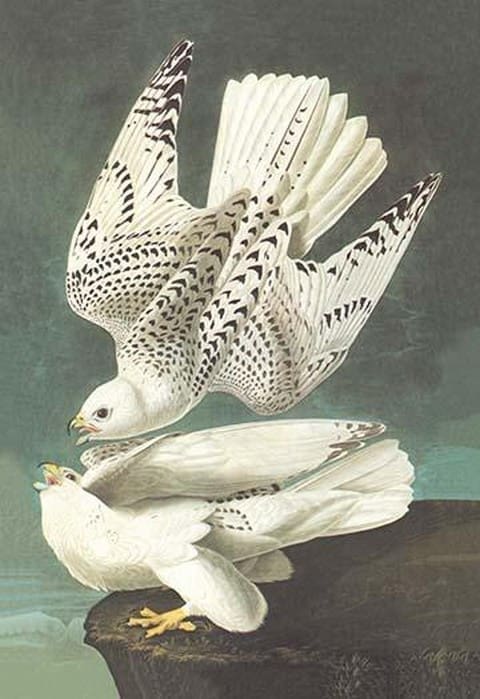 White Gyrfalcon by John James Audubon - Art Print