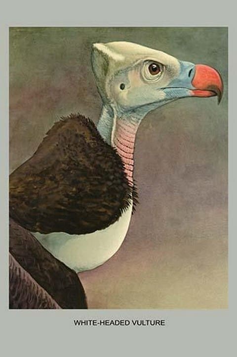 White Headed Vulture by Louis Agassiz Fuertes - Art Print