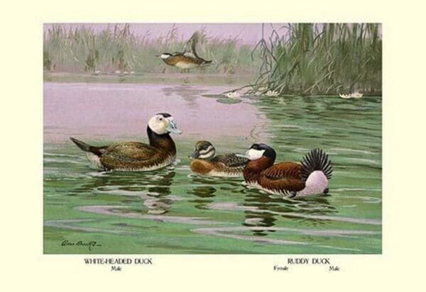 White-Headed and Ruddy Ducks by Allan Brooks - Art Print