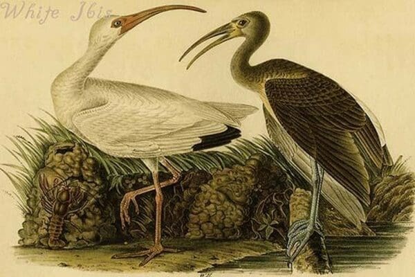 White Ibis by John James Audubon - Art Print