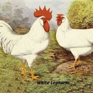 White Leghorns - Art Print