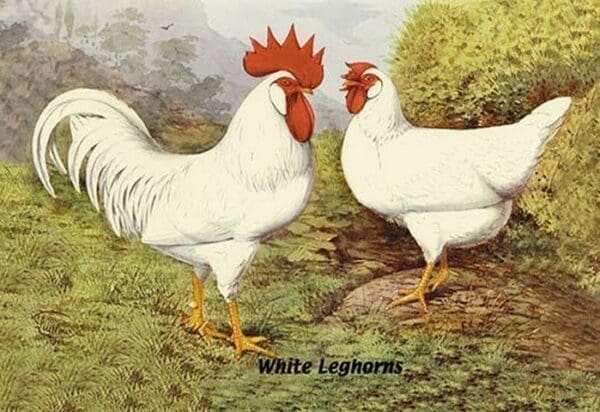 White Leghorns - Art Print