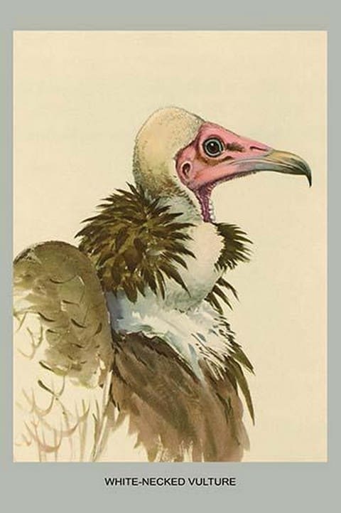 White Necked Vulture by Louis Agassiz Fuertes - Art Print