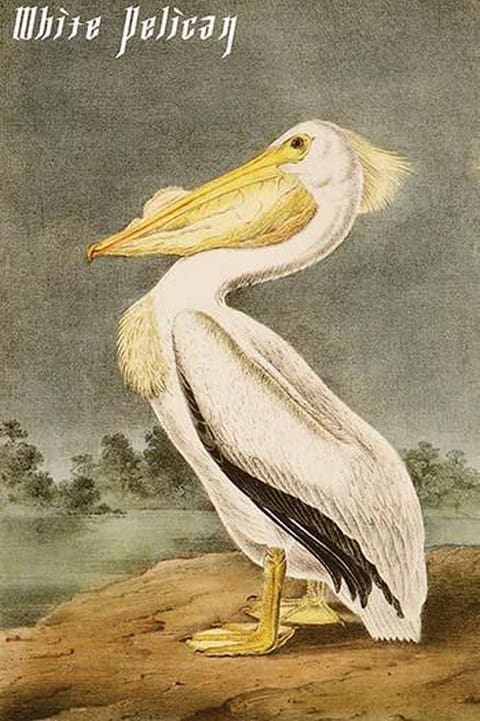 White Pelican by John James Audubon - Art Print