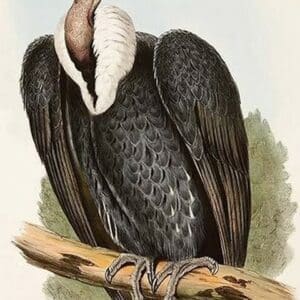 White Rumped Vulture by John Gould - Art Print