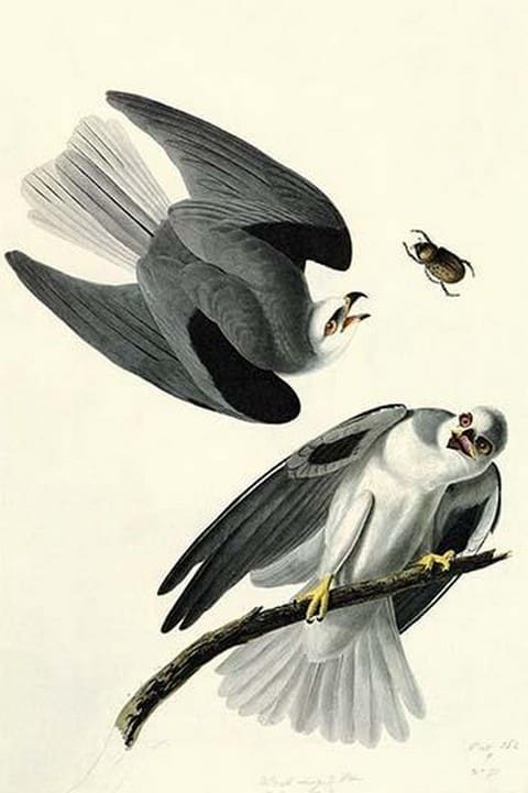 White Tailed Kite by John James Audubon - Art Print