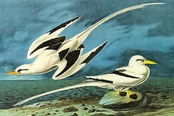 White-Tailed Tropic Bird by John James Audubon - Art Print