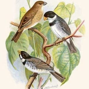 White-Throated Finch by Frederick William Frohawk #2 - Art Print