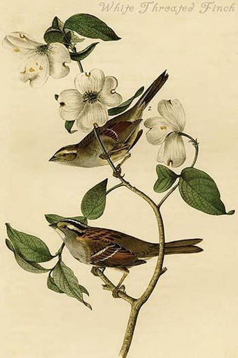 White Throated Finch by John James Audubon - Art Print