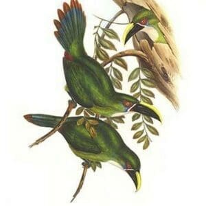 White Throated Toucanet by John Gould #2 - Art Print