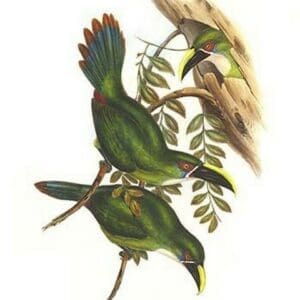 White Throated Toucanet by John Gould - Art Print