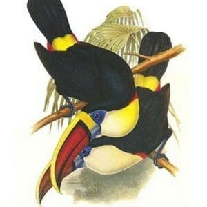 White-Throated or Red-Billed Toucan by John Gould - Art Print