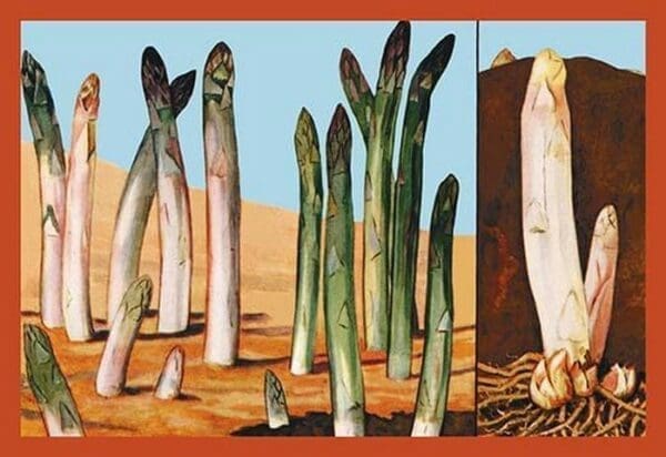 White and Green Asparagus - Art Print