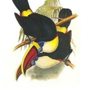 White-throated or Red-Billed Toucan by John Gould #2 - Art Print