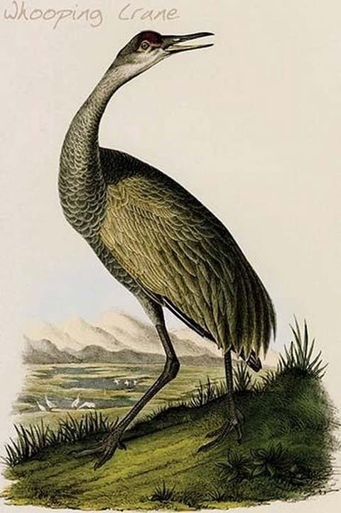 Whooping Crane by John James Audubon - Art Print