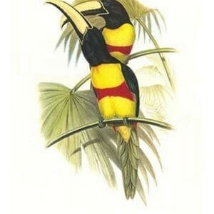 Wied's Aracari - Black necked by John Gould #2 - Art Print