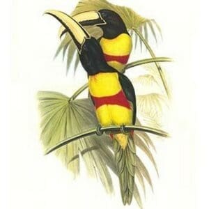 Wied's Aracari - Black necked by John Gould - Art Print