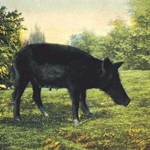 Wild Boar - Art Print