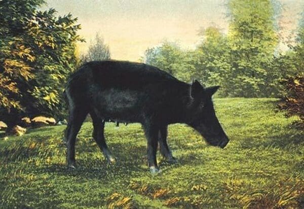 Wild Boar - Art Print