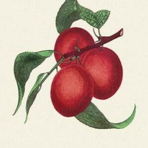 Wild Goose Plum - Art Print