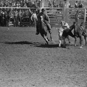 Wild Steer Wrestling by Russell Lee #2 - Art Print