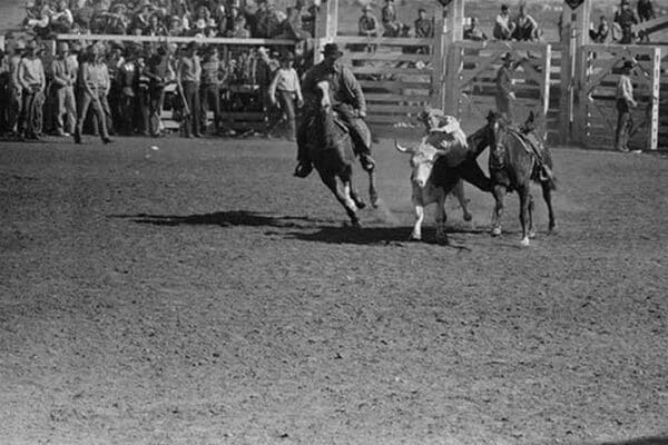 Wild Steer Wrestling by Russell Lee #2 - Art Print