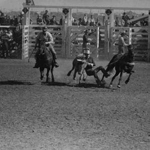 Wild Steer Wrestling by Russell Lee - Art Print