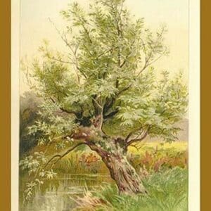 Willow Tree by W.H.J. Boot - Art Print