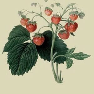 Wilmot's Late Scarlet Strawberry by William Hooker - Art Print