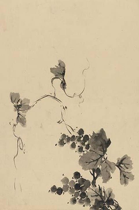 Wine Grape Vine - Art Print