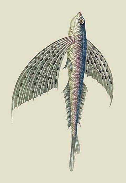 Winged Fish by J. Forbes - Art Print